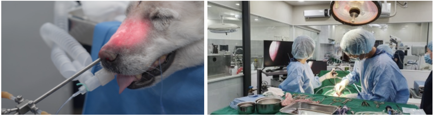 반려동물 수술을 진행하고 있는 본동물의료센터 의료진의 모습.